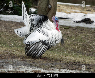 Domestizierte Royal Palm Türkei, Meleagris Gallopavo männlich anzeigen Stockfoto