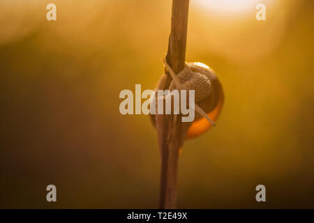 Nahaufnahme Makroaufnahme mit einer Schnecke auf einem kleinen Zweig in der warmen goldenen lichter Morgen bei Sonnenaufgang und einen unscharfen Hintergrund bookeh Stockfoto