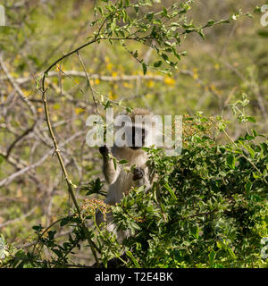 Einen erwachsenen Meerkatze im Unterholz sitzen, Fütterung auf schießt, Wüste, Lewa Lewa Conservancy, Kenia, Afrika Stockfoto