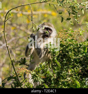 Einen erwachsenen Meerkatze im Unterholz, bis zu erreichen und Fütterung auf schießt, Wüste, Lewa Lewa Conservancy, Kenia, Afrika Stockfoto