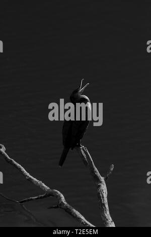 Kormoran Vogel mit offenem Schnabel schreien und hocken und Chatten in Zweigstellen aus. Stockfoto