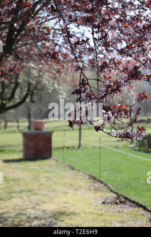 Wunderschöne Aussicht auf Land in der Nähe von Cortiglione d'Asti, im Monferrato, mit Pferden in einem Zaun Stockfoto