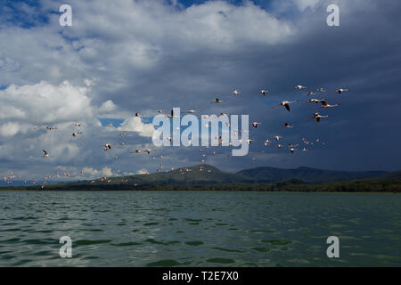 Flamingos am Lake Oloiden, Kenia Stockfoto