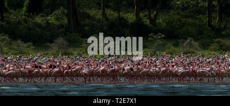 Flamingos am Lake Oloiden, Kenia Stockfoto