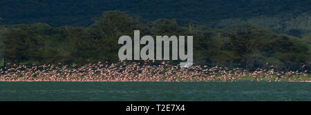 Flamingos am Lake Oloiden, Kenia Stockfoto