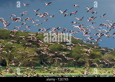 Flamingos am Lake Oloiden, Kenia Stockfoto