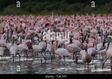 Flamingos am Lake Oloiden, Kenia Stockfoto