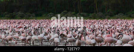 Flamingos am Lake Oloiden, Kenia Stockfoto