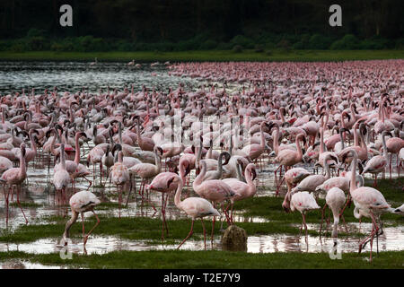 Flamingos am Lake Oloiden, Kenia Stockfoto