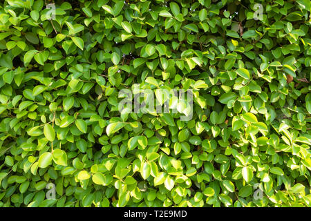 Close up full frame Banyan Tree oder Ficus annulata Hintergrund und Textur mit Sonnenlicht. Blätter verwendet werden kann, Wunden zu behandeln, Vitamine des Königs verwendet Stockfoto