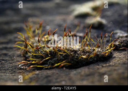 Moos auf einem Grabstein bei Canongate Friedhof in Edinburgh Stockfoto