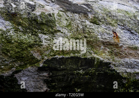 WWII Deutsche Bunker, Le Cayeux-sur-Mer, Cayeux-sur-Mer, Bucht der Somme, Somme, Haut-de-France, Frankreich Stockfoto