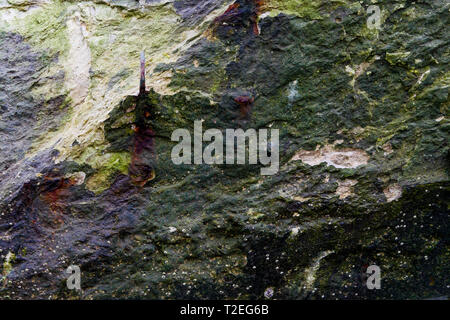 WWII Deutsche Bunker, Le Cayeux-sur-Mer, Cayeux-sur-Mer, Bucht der Somme, Somme, Haut-de-France, Frankreich Stockfoto