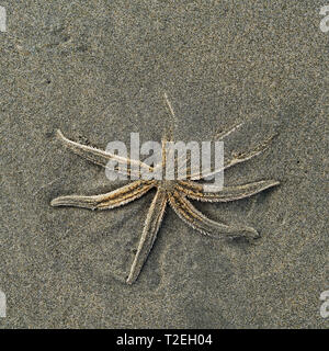 Tot starfish gewaschen oben auf einem Strand, Neuseeland. Stockfoto