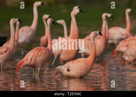 Rosa und weiße chilenische Flamingos (Phoenicopterus chilensis) in einem See bei Slimbridge, England. Stockfoto