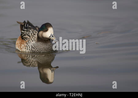 Chiloe Wigeon (Mareca sibilatrix) schwimmt auf einem Teich bei Slimbridge in Gloucestershire, Großbritannien Stockfoto