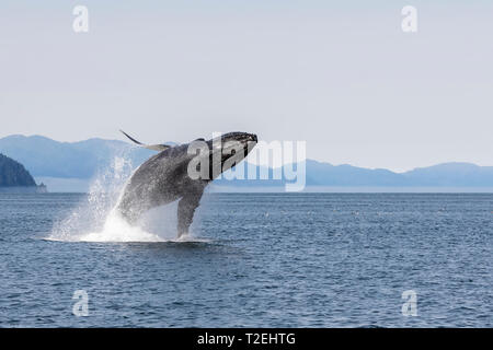 Buckelwale (Megaptera novaeangliae) Verletzung in Icy Strait, Inside Passage, Alaska Stockfoto