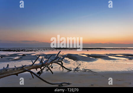 Оld Holz baumstumpf am tropischen Strand bei Sonnenuntergang. Natur Hintergrund. Nai Yang Beach. Phuket. Thailand Stockfoto