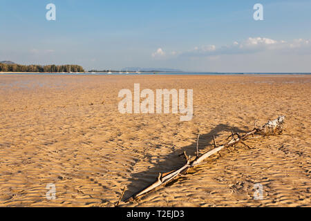 Оld Holz baumstumpf am tropischen Strand bei Sonnenuntergang. Natur Hintergrund. Nai Yang Beach. Phuket. Thailand Stockfoto