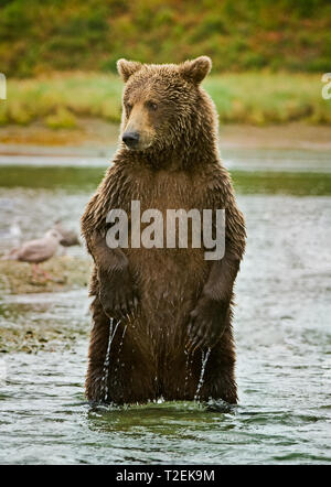 Küsten Braunbär hoch in den Küstengewässern der Kinak Bay, Katmai National Park, Alaska, USA, Nordamerika Stockfoto