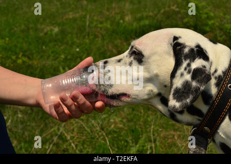 Dalmatiner Wasser trinken im Park von einer Schale aus Kunststoff Stockfoto