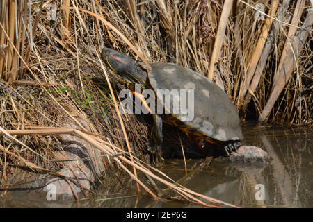 Schlafen Rotwangen-schmuckschildkröte Schildkröte oder TRACHEMYS SCRIPTA elegans mit geschlossenen Augenlid am Ufer des Sees mit winzigen Hauch von neue Feder Wachstum Stockfoto