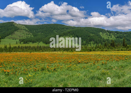 Erstaunlich hell orange Blüten von Trollius asiaticus auf der grünen Wiese mit Emerald grass vor dem Hintergrund von Bergen, Wald und ein blauer Himmel mit Stockfoto