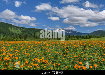 Erstaunlich hell orange Blüten von Trollius asiaticus auf der grünen Wiese mit Emerald grass vor dem Hintergrund von Bergen, Wald und ein blauer Himmel mit Stockfoto