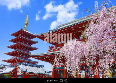 Hozomon, das innere Tor, und das fünfstöckige Pagode mit Cherry Blossom am Senso-Ji Tempel in Asakusa, Tokyo, Japan. Es ist die älteste Buddhistische tem Stockfoto
