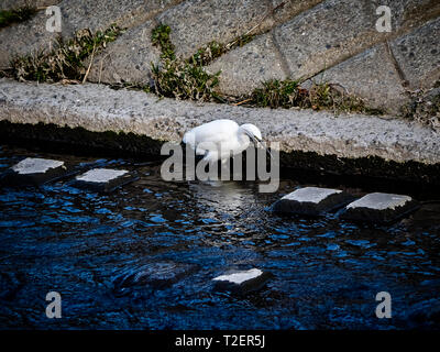 Eine weiße Japanische egret watet durch ein konkretes gesäumt Fluss in Yokohama, Japan. Stockfoto