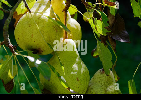 Birnen Reifen auf einem Baum Stockfoto