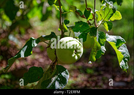 Zwei Monty's Überraschung Äpfel, eine alte Welt Apple, reift im Sonnenschein Stockfoto