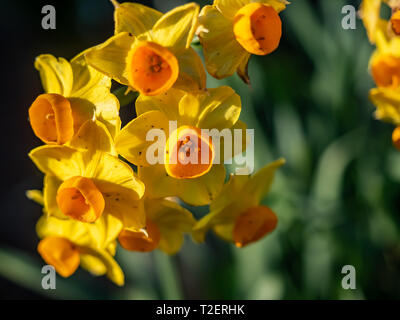 Eine große Gruppe von kleinen orange Narzissen blühen am Fluss in Yokohama, Japan. Stockfoto