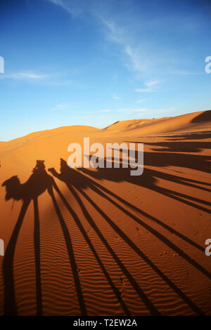 Eine Kamelkarawane in der marokkanischen Sahara. Stockfoto