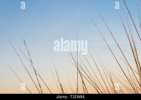 Silhouette getrockneten Stengel des Grases Blume und den Sonnenuntergang Himmel Stockfoto