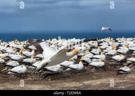 Kolonie der Australasian Basstölpel (Morus serrator) am Cape Kidnapper, Hawke's Bay, North Island, Neuseeland. Stockfoto