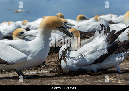 Männliche Australasian Gannet (Morus serrator) gerade zurück in die Kolonie am Kap Entführer, Hawke's Bay, North Island, Neuseeland mit Algen Stockfoto