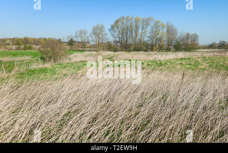 Blick über brachliegende Flächen durch die hohen Gräser und Bäume unter einem blauen Himmel im Frühjahr, Beverley, Yorkshire, UK flankiert. Stockfoto