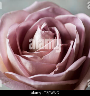 Nahaufnahme von Amnesie dusky Pink Rose, in voller Blüte mit Blüten Stockfoto