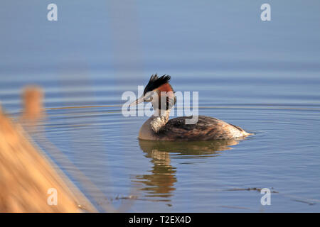 Haubentaucher, Podiceps cristatus auf eine bloße, England, UK. Stockfoto