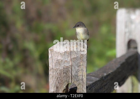 Eine östliche Phoebe in bräunlich-grau oben und off-white Tier Federn, steht auf einem hölzernen Zaun Pfosten mit Blick in das grüne Feld Venere.com i Stockfoto