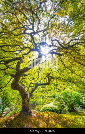 Downy japanische Ahorn (Acer japonicum), Japanischer Garten, Portland, Oregon, USA Stockfoto