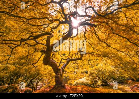 Downy japanische Ahorn (Acer japonicum) mit Herbstfarbe, Japanischer Garten, Portland, Oregon, USA Stockfoto