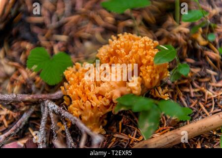 Gelbe stagshorn (Calocera viscosa) am Waldboden, Mount Rainier National Park, Washington, USA Stockfoto