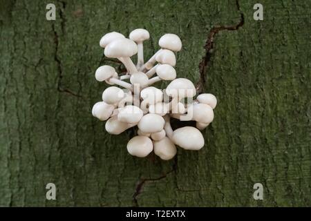 Porzellan Pilze (Oudemansiella mucida) am Stamm von einer Buche, Dortmund, Nordrhein-Westfalen, Deutschland Stockfoto