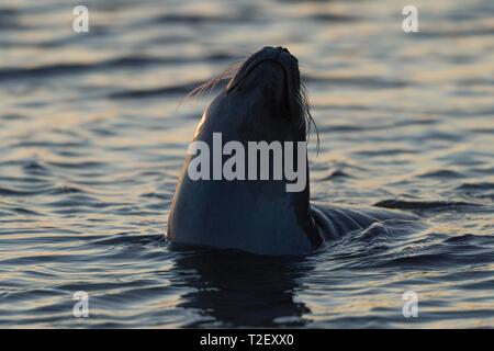 Seehunde (Phoca vitulina) in Wasser, Kobbefjord, Inselgruppe Spitzbergen, Svalbard und Jan Mayen, Norwegen Stockfoto