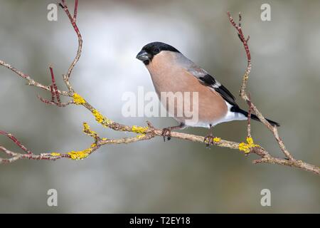 Eurasischen Gimpel (Pyrrhula pyrrhula), weiblich, sitzend auf einem Zweig, Österreich Stockfoto