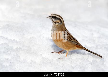 Zippammer (Emberiza cia) sitzt im Schnee, Österreich Stockfoto