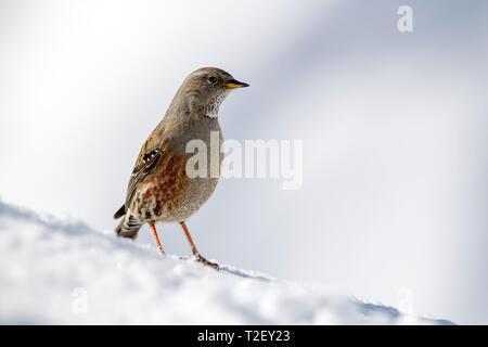 Alpine Accentor (Prunella collaris), sitzt im Schnee, Österreich Stockfoto