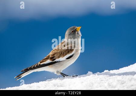 White-winged snowfinch (Montifringilla nivalis), im Schnee, Österreich Stockfoto